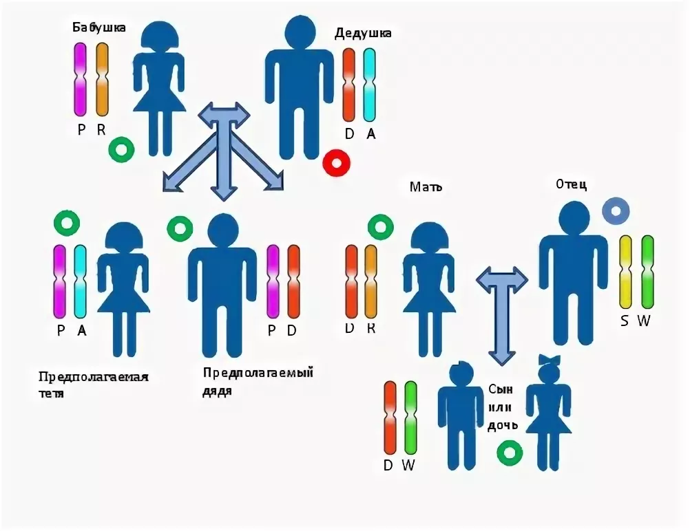 Гены отца. Установление родства по материнской линии. Генетическое установление родства. Генетика от родителей к детям. Родство по ДНК.