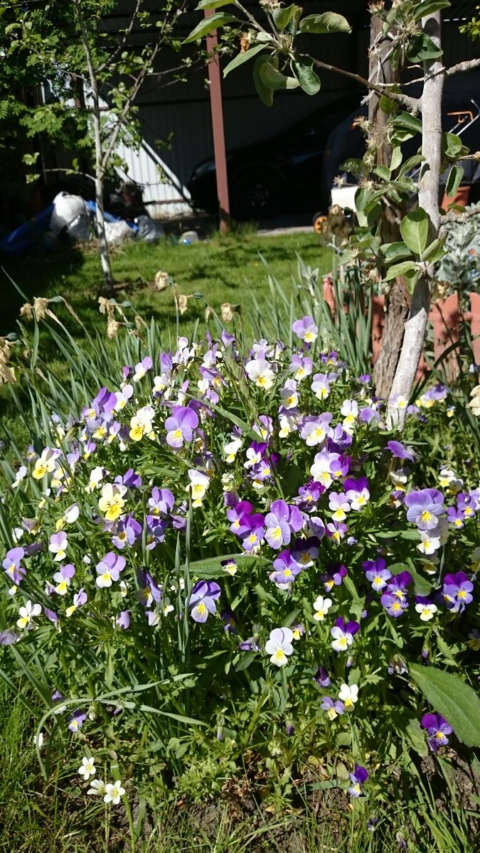 Облачко  из диких анюток. Фото автора