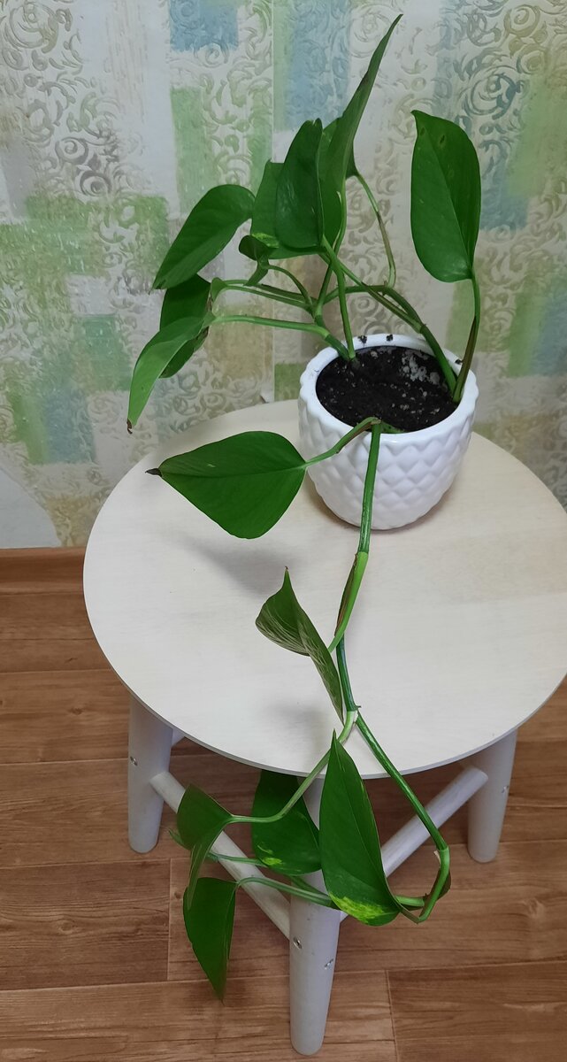 Возможно этот горшок. Но еще думаю. Может быть другой вид куплю.