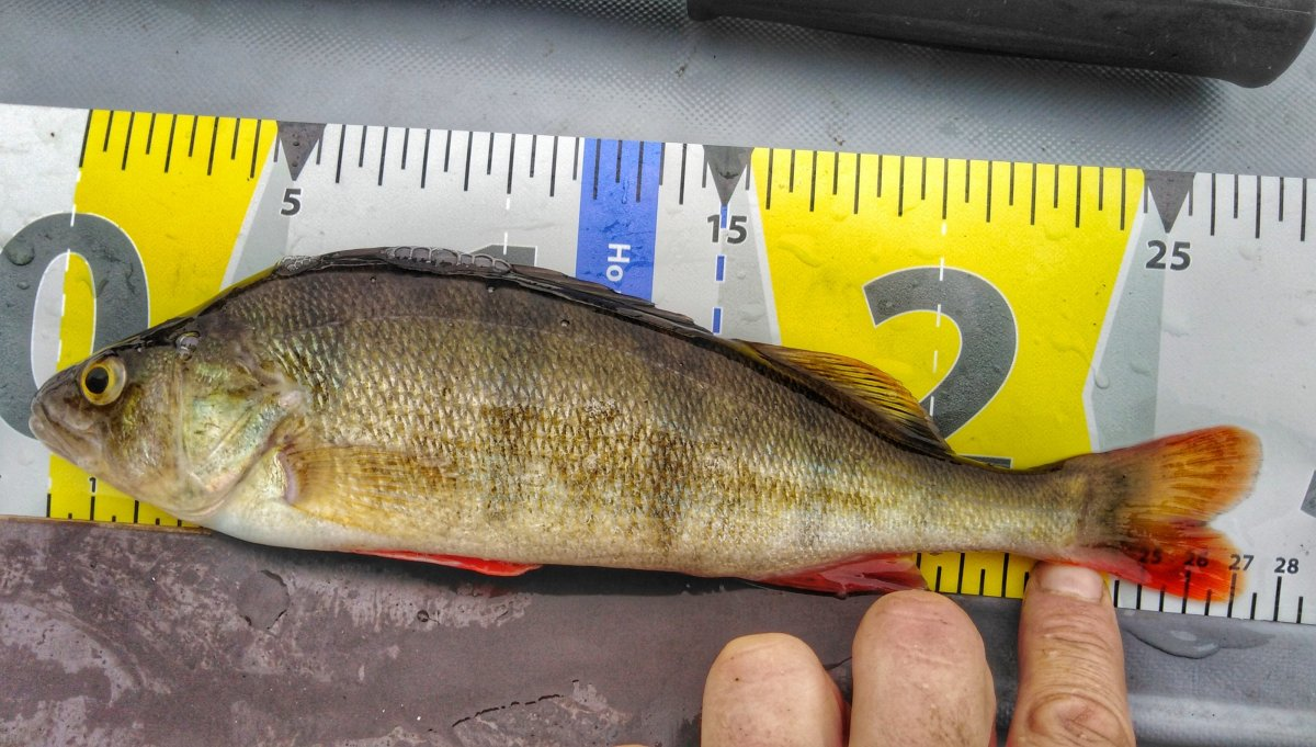 Вот он первый, на 27см