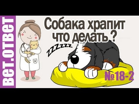 Кошка или собака кашляет и хрипит - Причины кашля