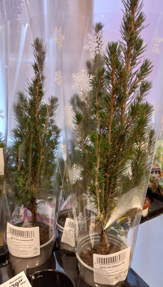 И стоят недорого, и вполне за настоящую елочку сойдут.