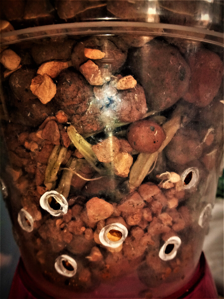 Погибшие корни
