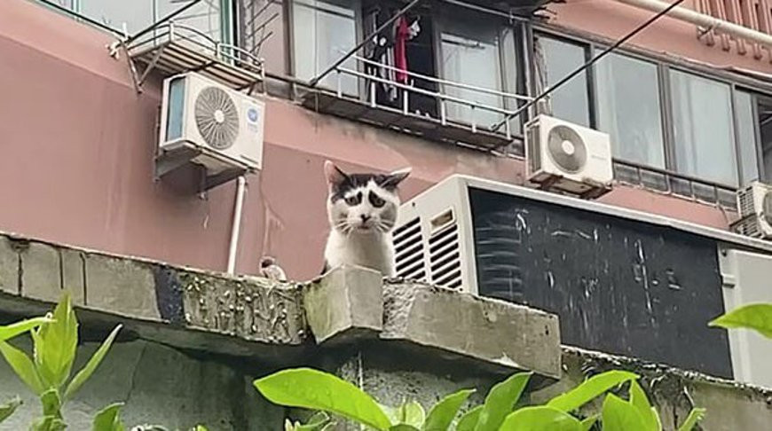 Котик грустит из-за ситуации с коронавирусом