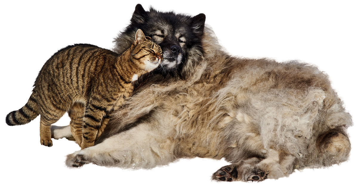 Фото взято из открытого источника: https://clck.ru/bNHws