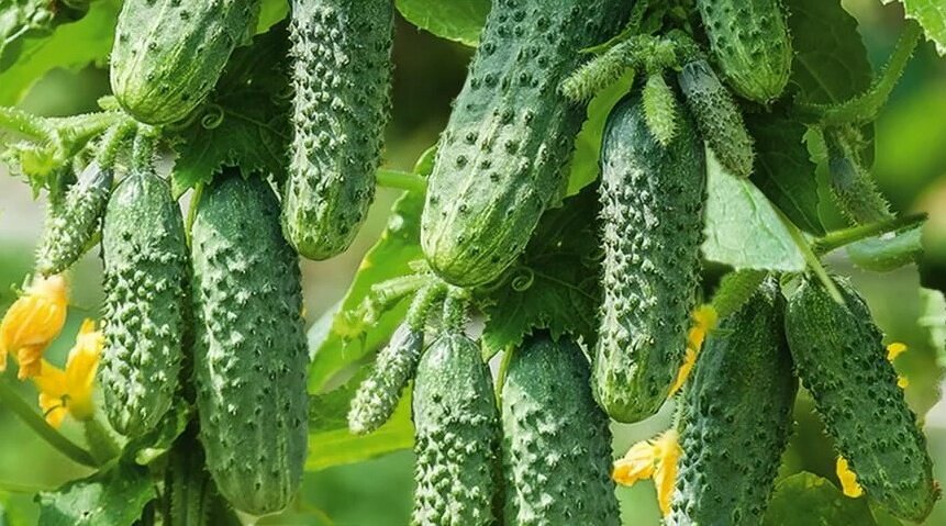 Герман - отличный огурец