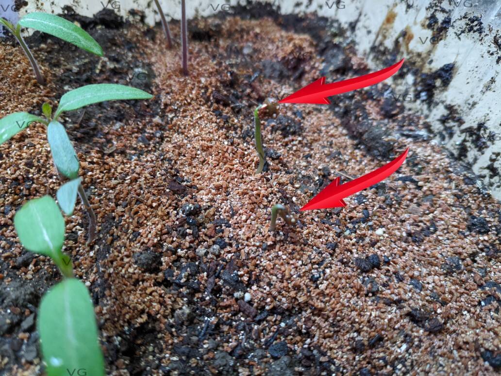 В данном случае причина того, что перцы не сбросили семенную оболочку - слишком рыхлый грунт. Фото из архива автора.