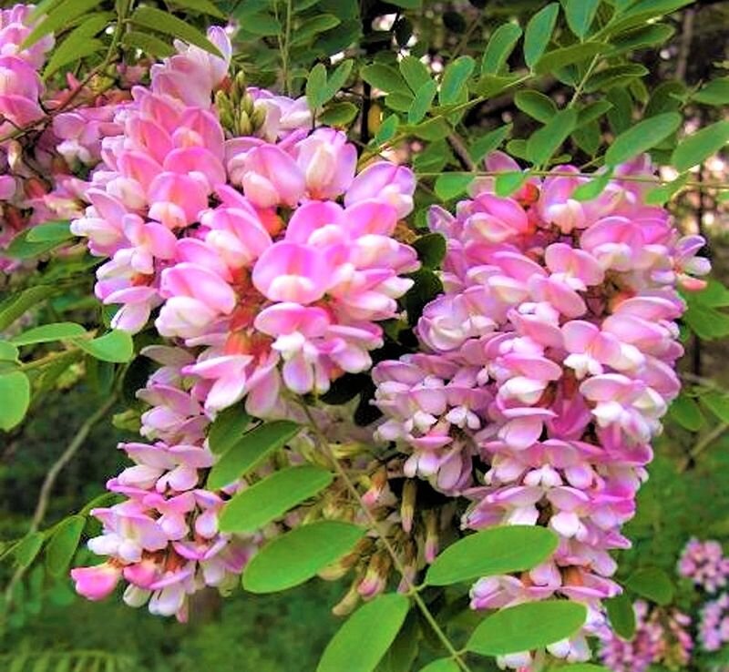  Робиния, сорт Pink Cascade. Фото с сайта: https://goo.su/RDHd