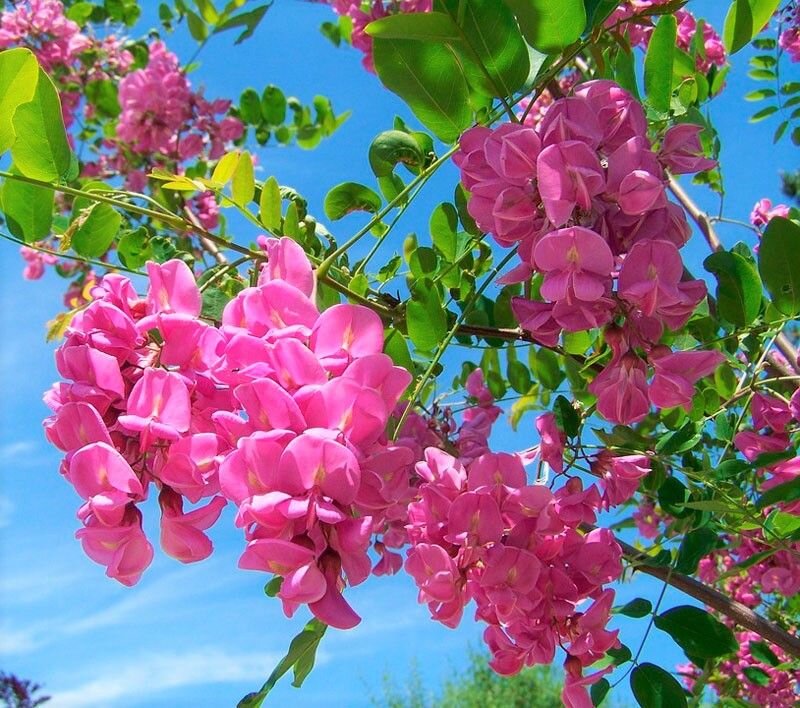 Цветет пышными гроздьями с июня до ноября! Уникальное быстрорастущее ...