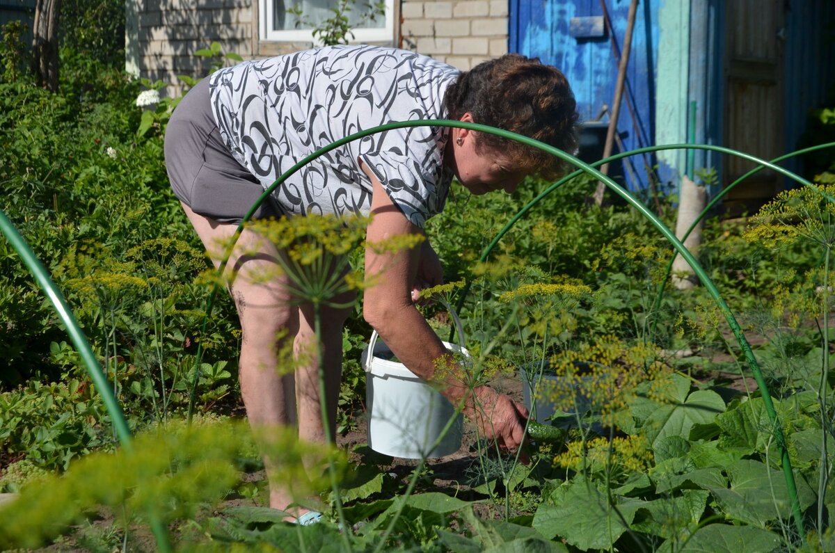 Во саду ли, в огороде... Дачный юмор | Моя дачная жизнь | Дзен