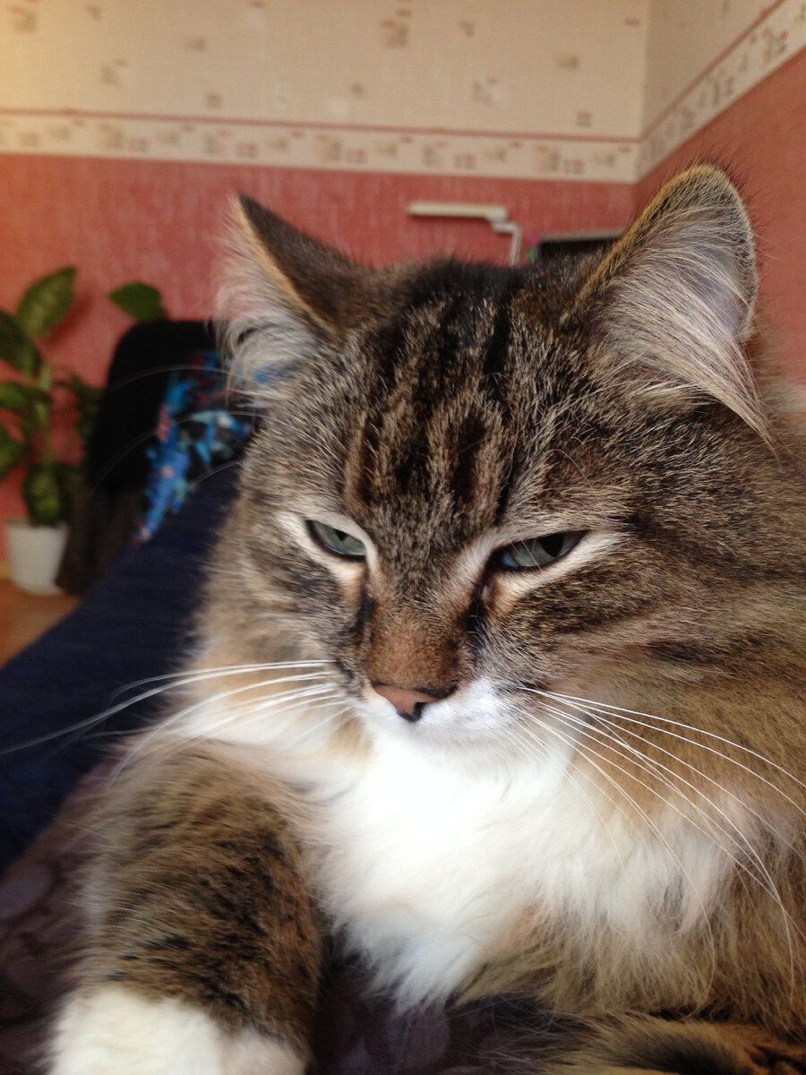 Невероятные приключения кота в белых валенках. глава 2