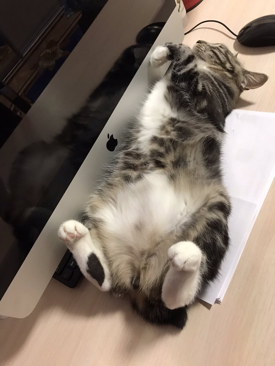 Ее величество Борислава