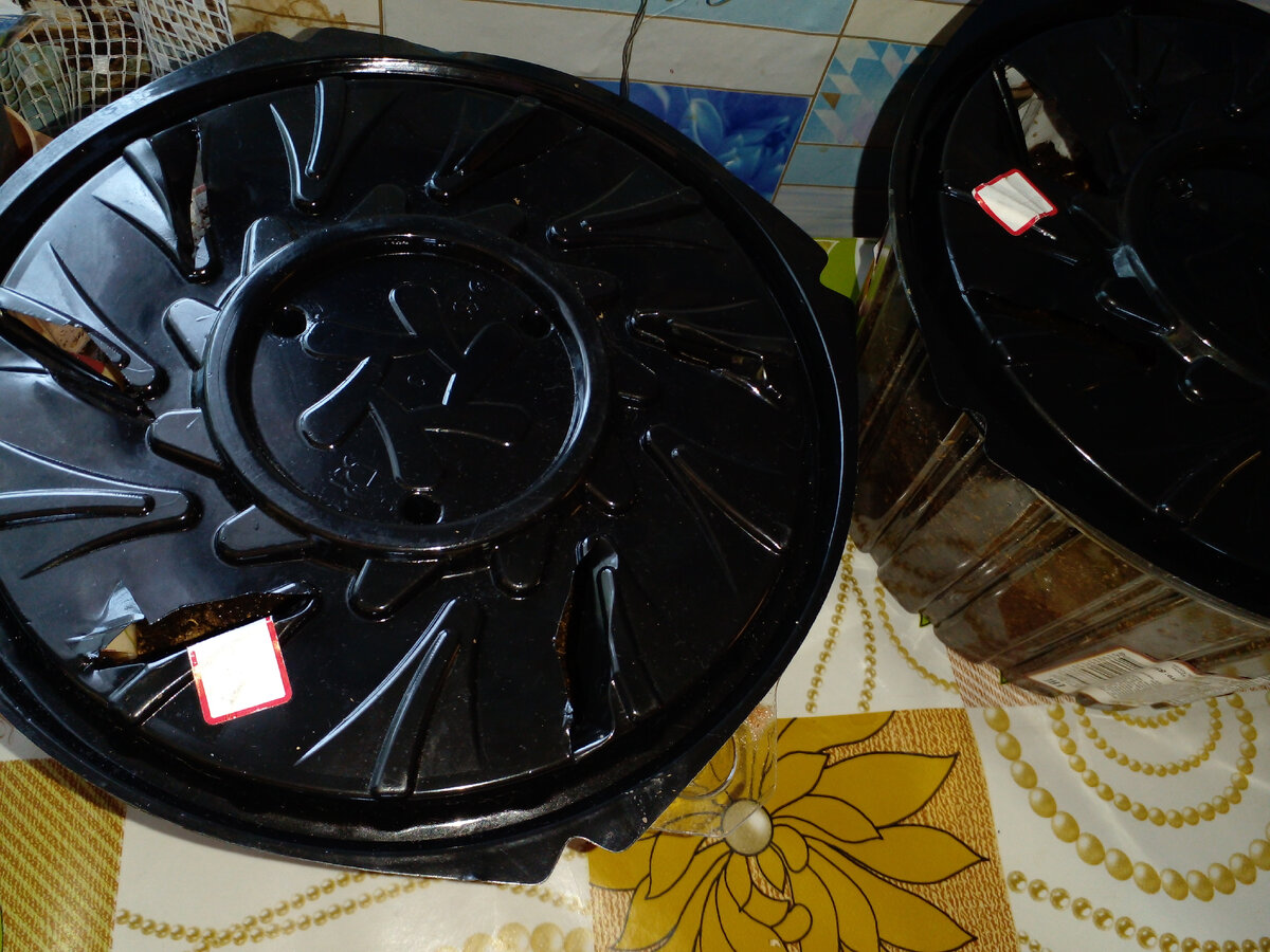 А вот так посадила дыни.