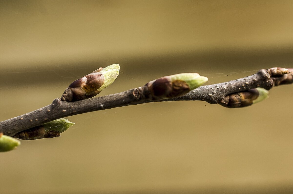 Ветка черёмухи. Фото моё.