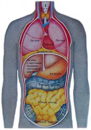 Расположение органов у человека (В норме)