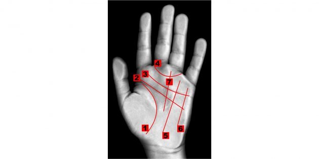 Расположение линий на руке согласно хиромантским воззрениям: 1. Линия жизни. 2. Линия головы. 3. Линия сердца. 4. Кольцо Венеры. 5. Линия Солнца. 6. Линия Меркурия. 7. Линия удачи. Изображение: Wikimedia Commons📷
