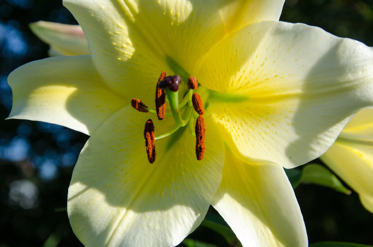 Лилия из чешуек