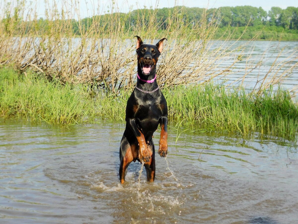 Не все собаки умеют плавать ???? (глава 1) | Доберман Вега | Дзен