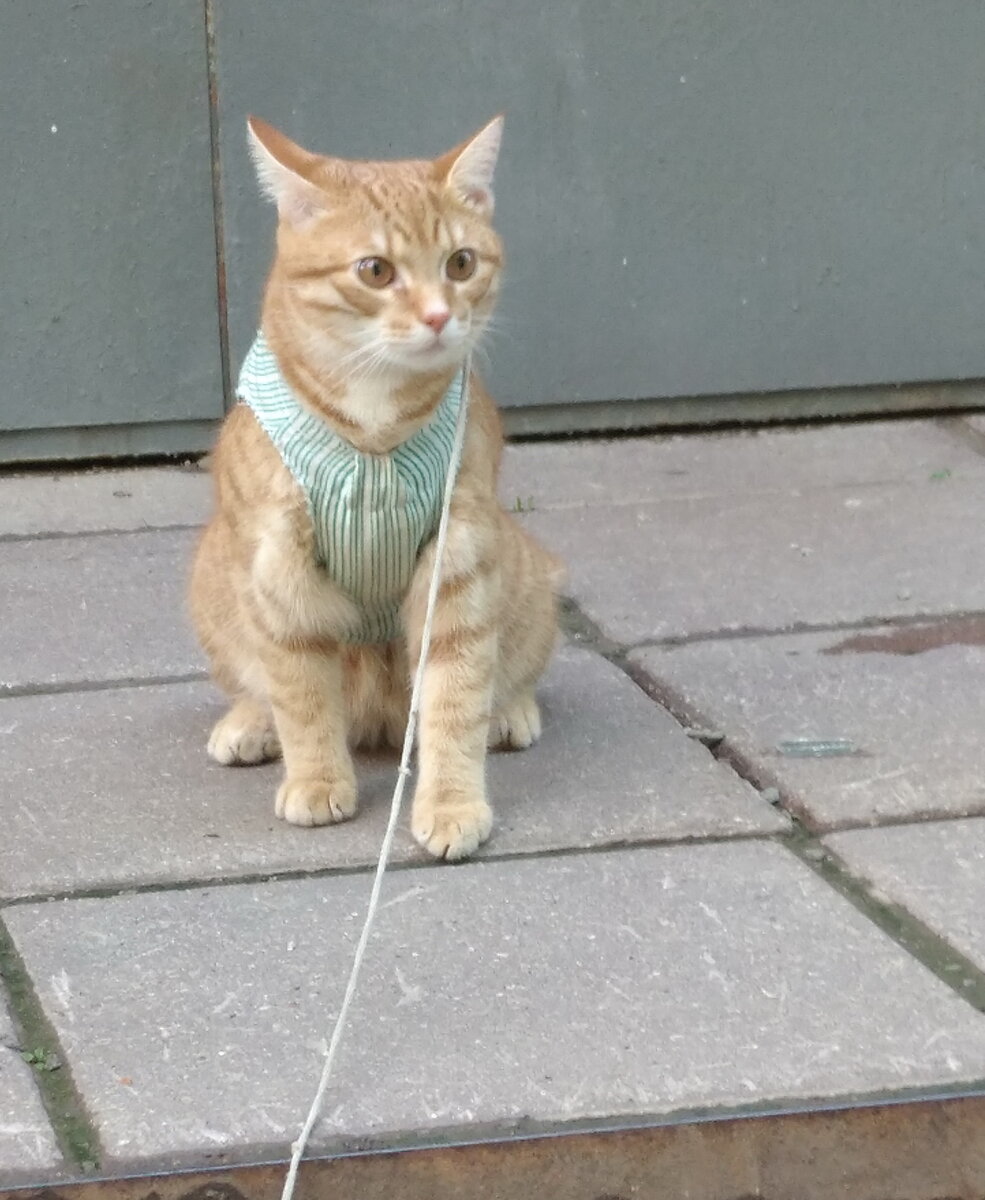 личное  фото.