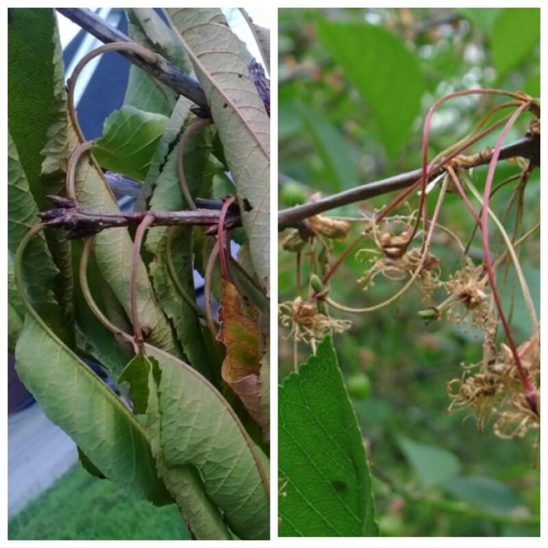 Отсутствие ягод на черешне