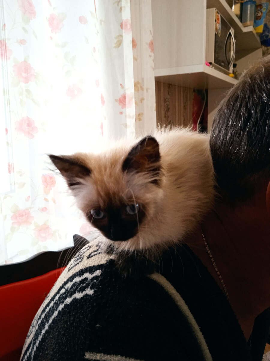 Фото автора. Кошка Алиса