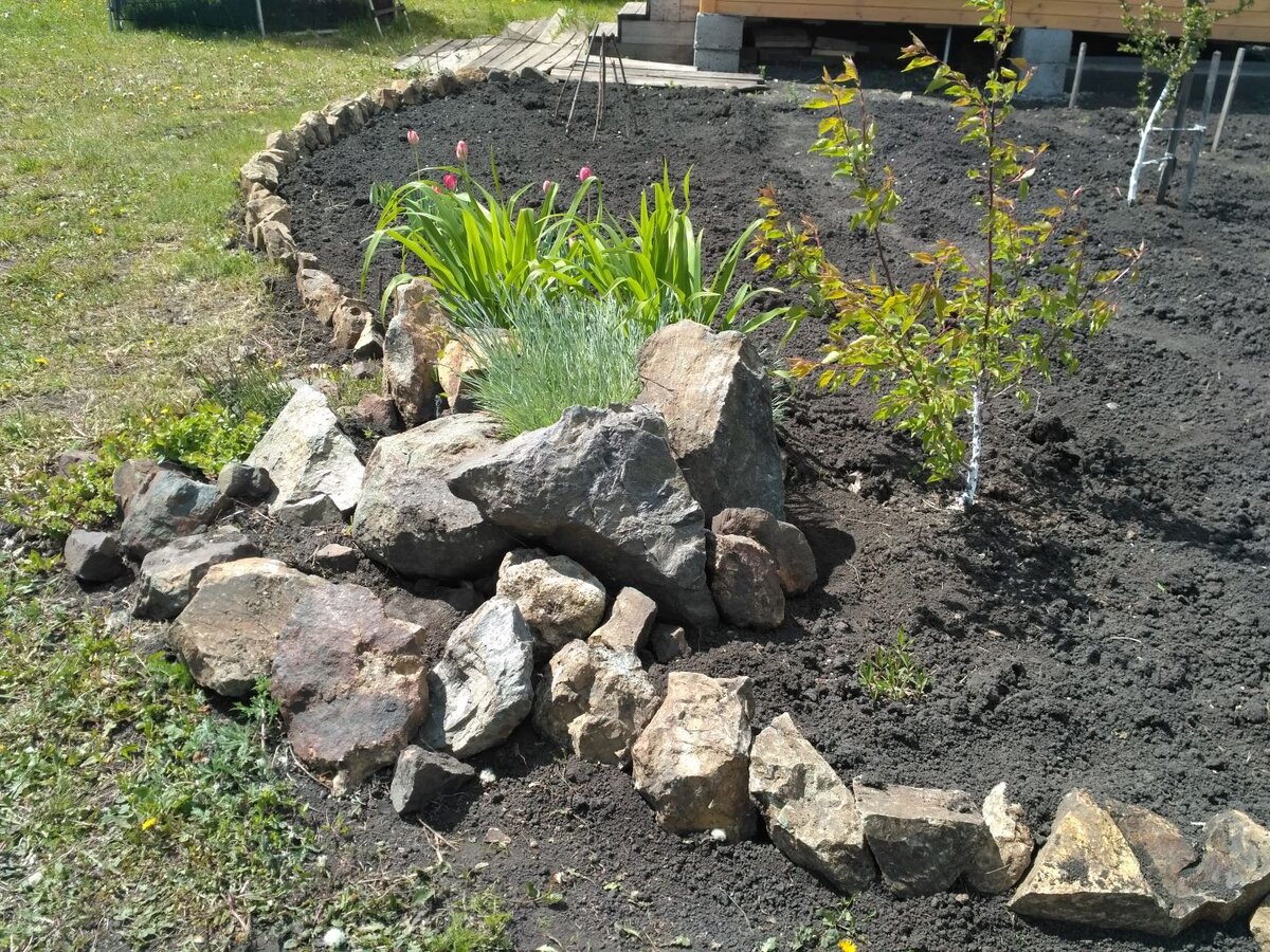 Молодой абрикос