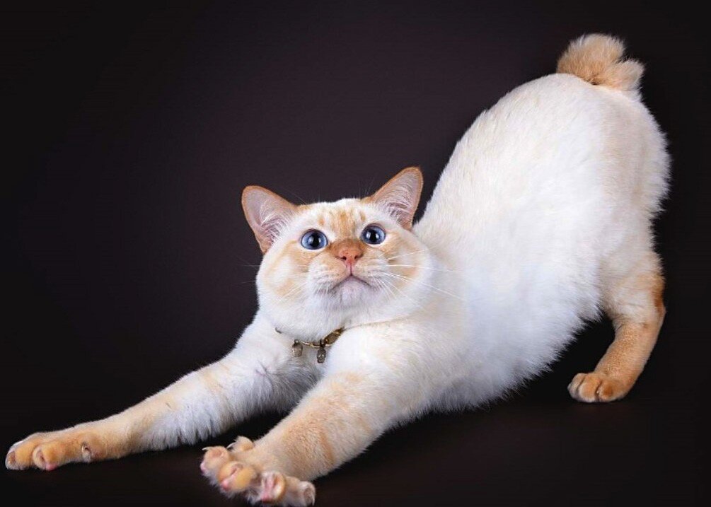 яндекс картинки