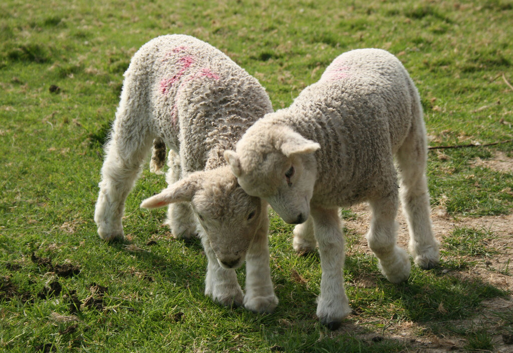 ФОТО: WIKIMEDIA.ORG