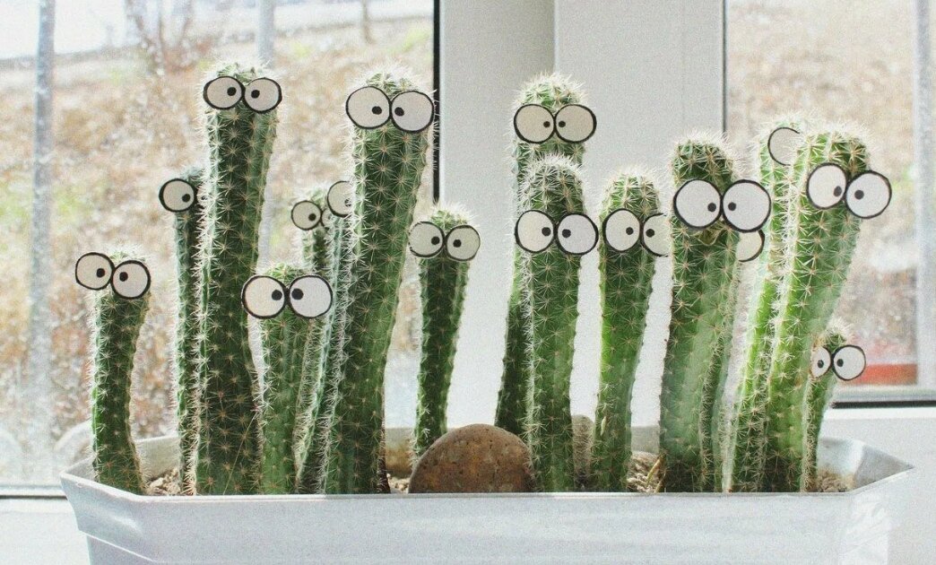 "Нефиг им в горшках на окнах ! " (Взято из Яндекс картинки) 