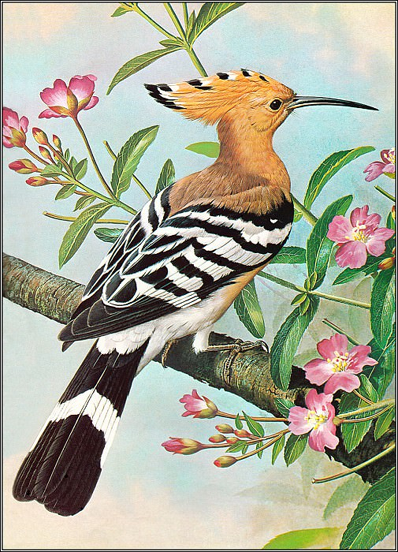 Бэзил Эде. Удод. https://gallerix.ru/storeroom/168377568/N/1779405830/