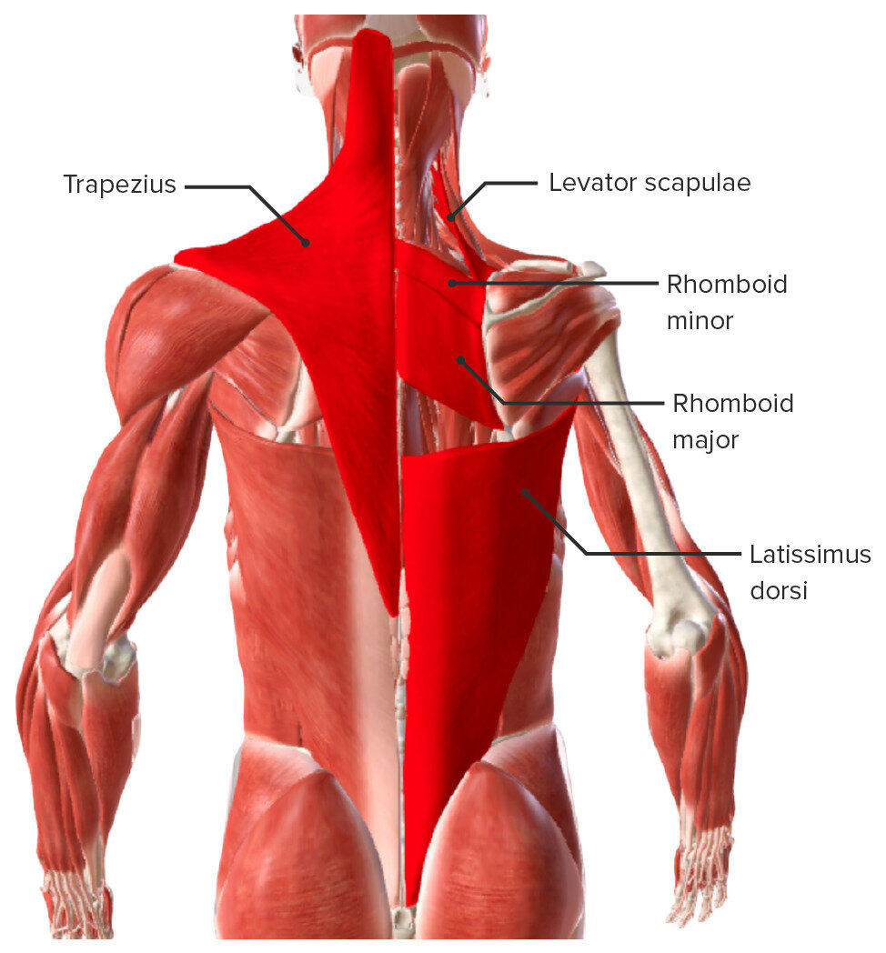 Middle Trapezius мышца