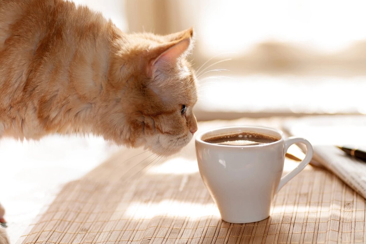 Утро кофе кот