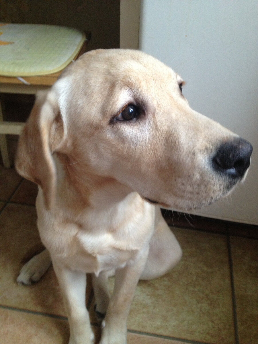 Ной. Из личного архива автора