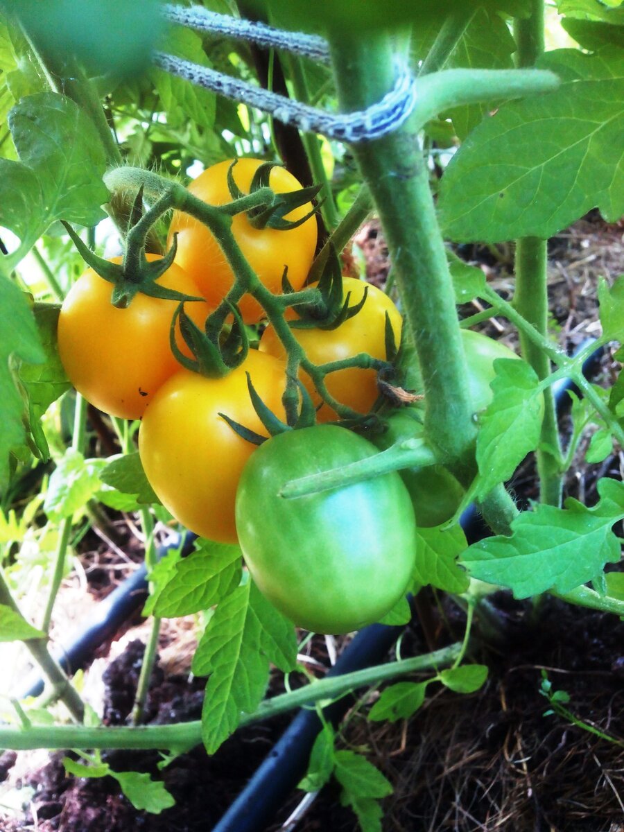 Гряда с томатами в теплице. Август.