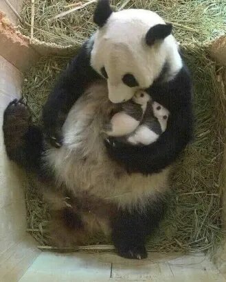 Продолжение рода!