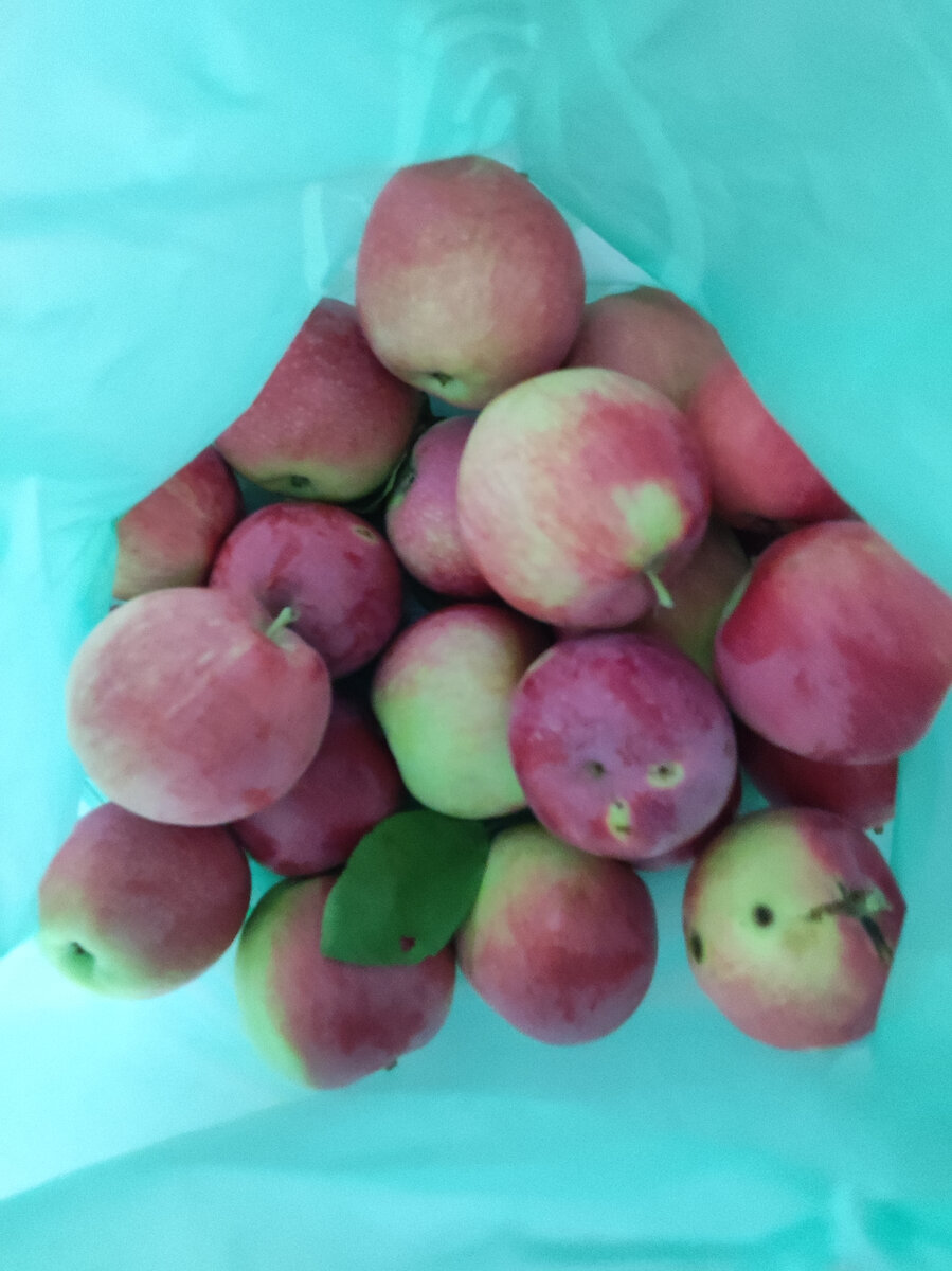 Половинка нашего урожая.