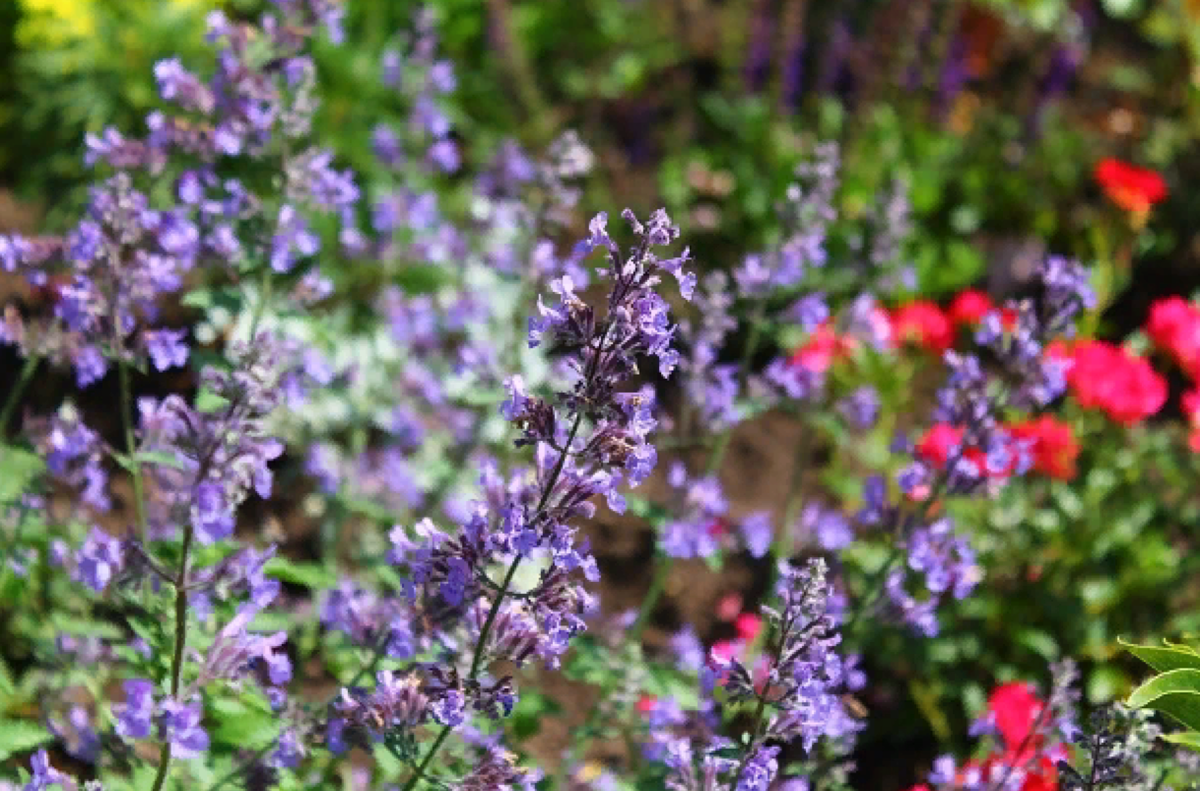 Котовник Фассена любят коты, что нужно учитывать при посадке (источник фото: ogorod.mirtesen.ru)