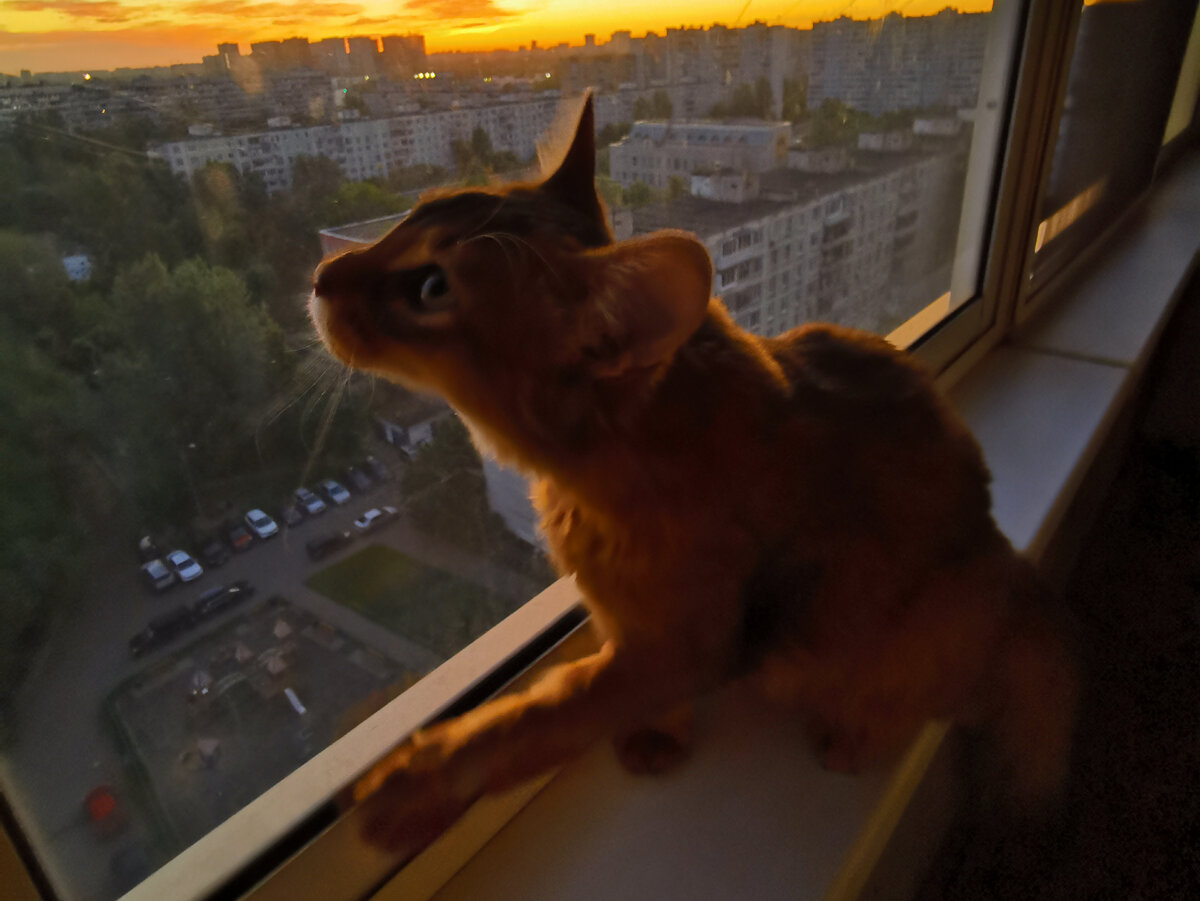 Фрейя на кого-то охотится. Фото из личного архива автора.