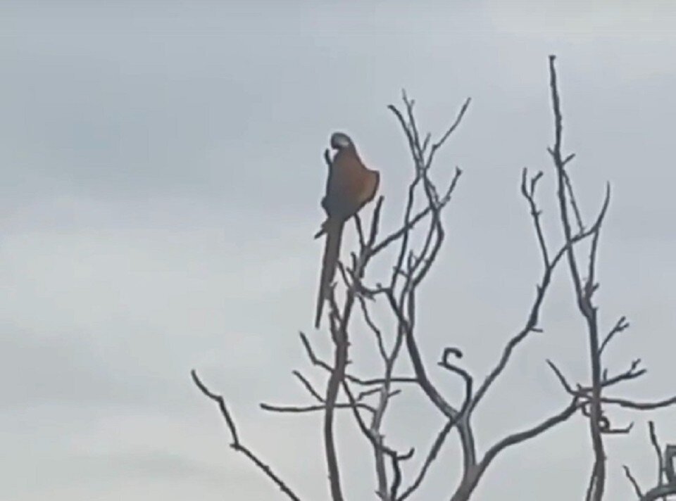     Птицы могли улететь из зоопарка Мариуполя, считают местные. Фото: 1rnd.