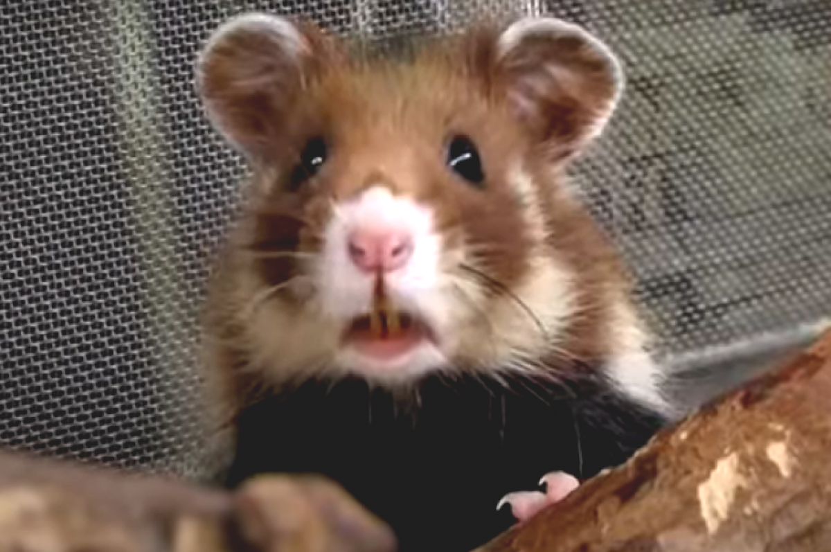    Тюменцы заметили в ливневке огромного хомяка