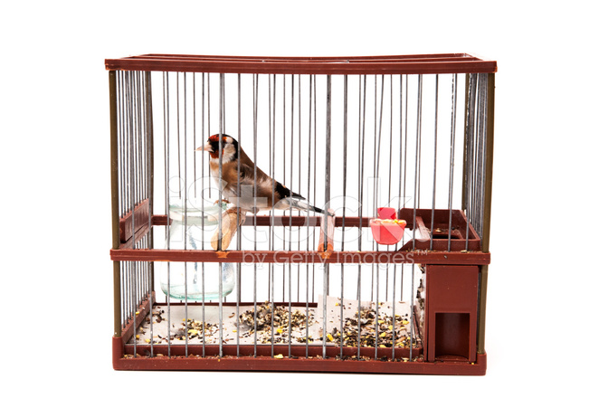 https://www.freeimages.com/ru/premium/goldfinch-in-a-cage-2045328