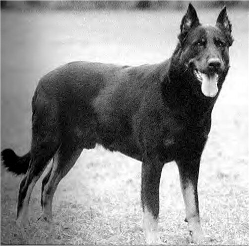 CH. Rip De bellemour