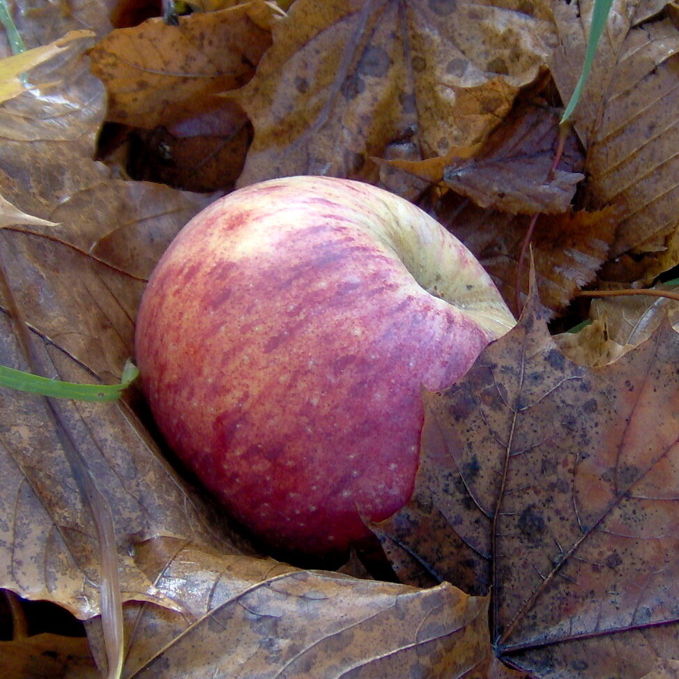 Яблоко в осеннем саду. Фото из личного архива