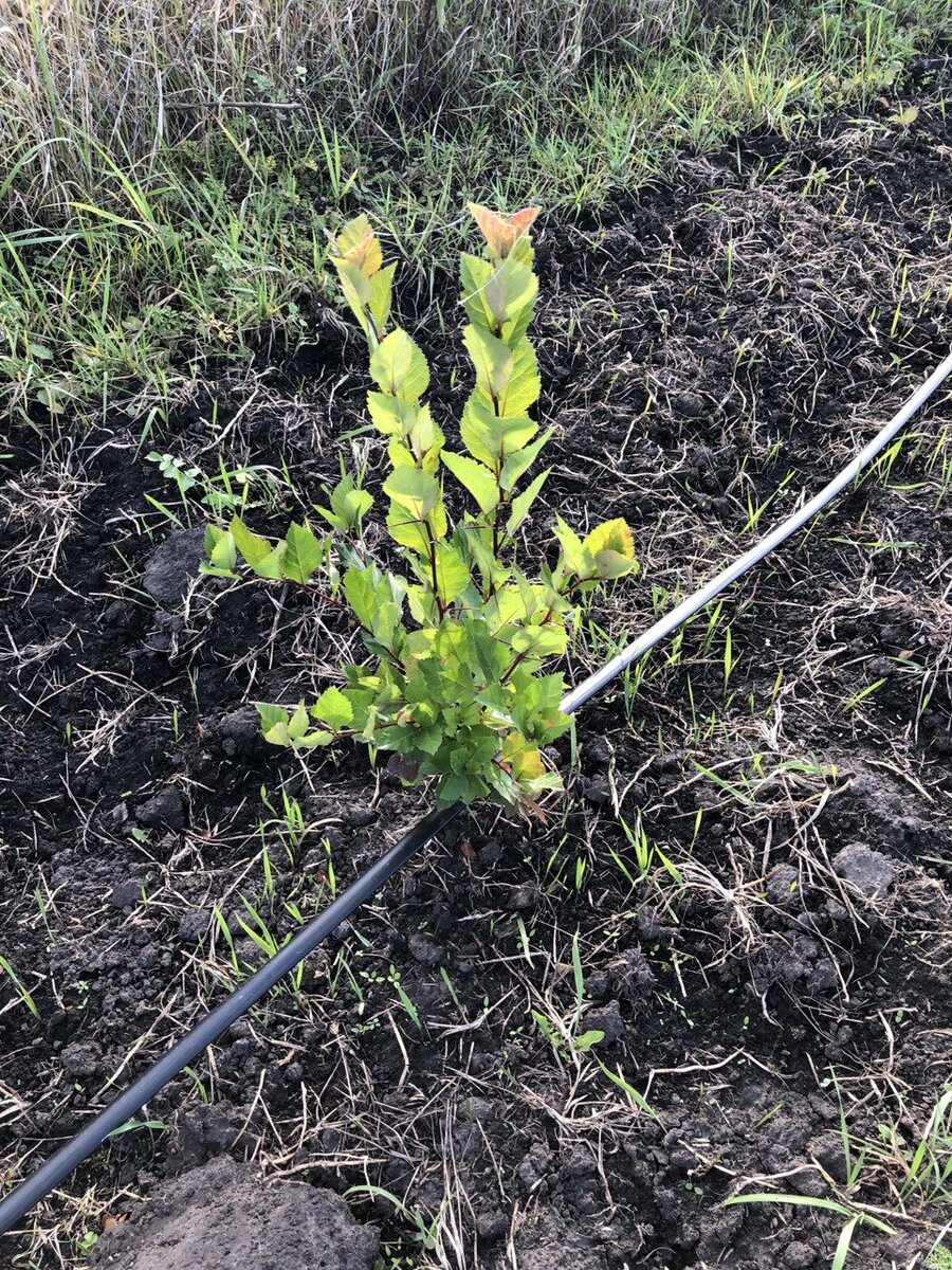 Сеянцы боярышника очень быстро развиваются, в первый год они могут достигнуть 40-сантиметровой высоты