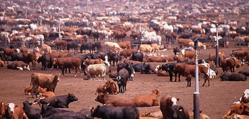 ФОТО: fromthe.news