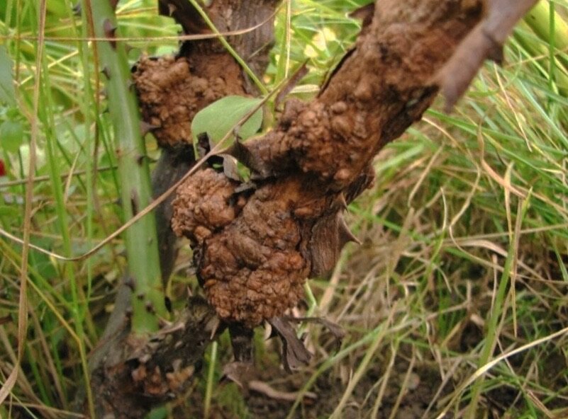 Корневой рак