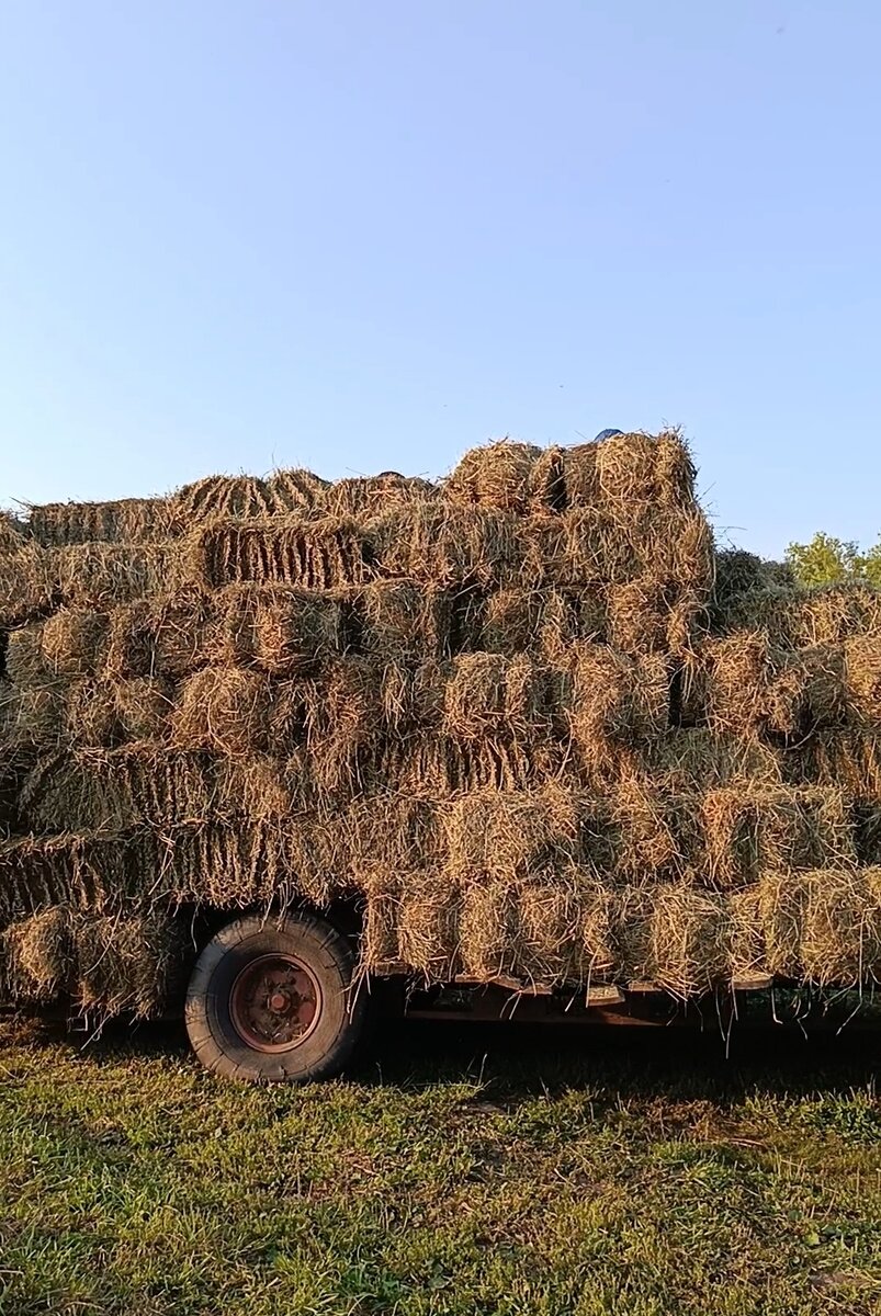 Сено коровкам! С огромным трудом, нервами, тратами, то слава богу мы  сделали это!!! | Многодетные в деревне😊 2202 2067 8103 5162 | Дзен