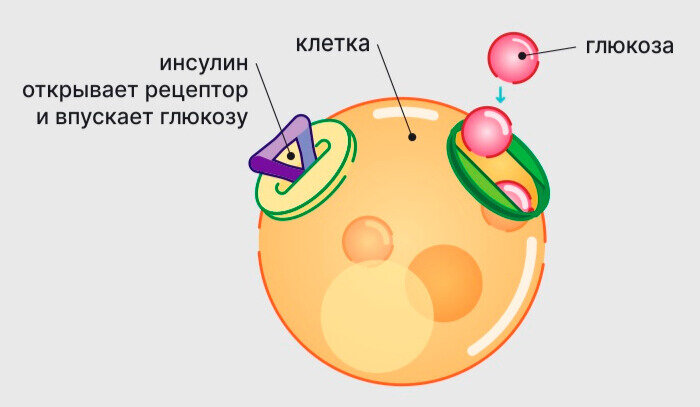 Инсулинорезистентность - бич современности! Чем опасна и как ...