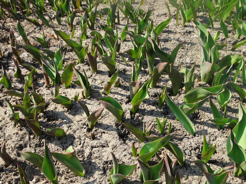 Участок с тюльпанами