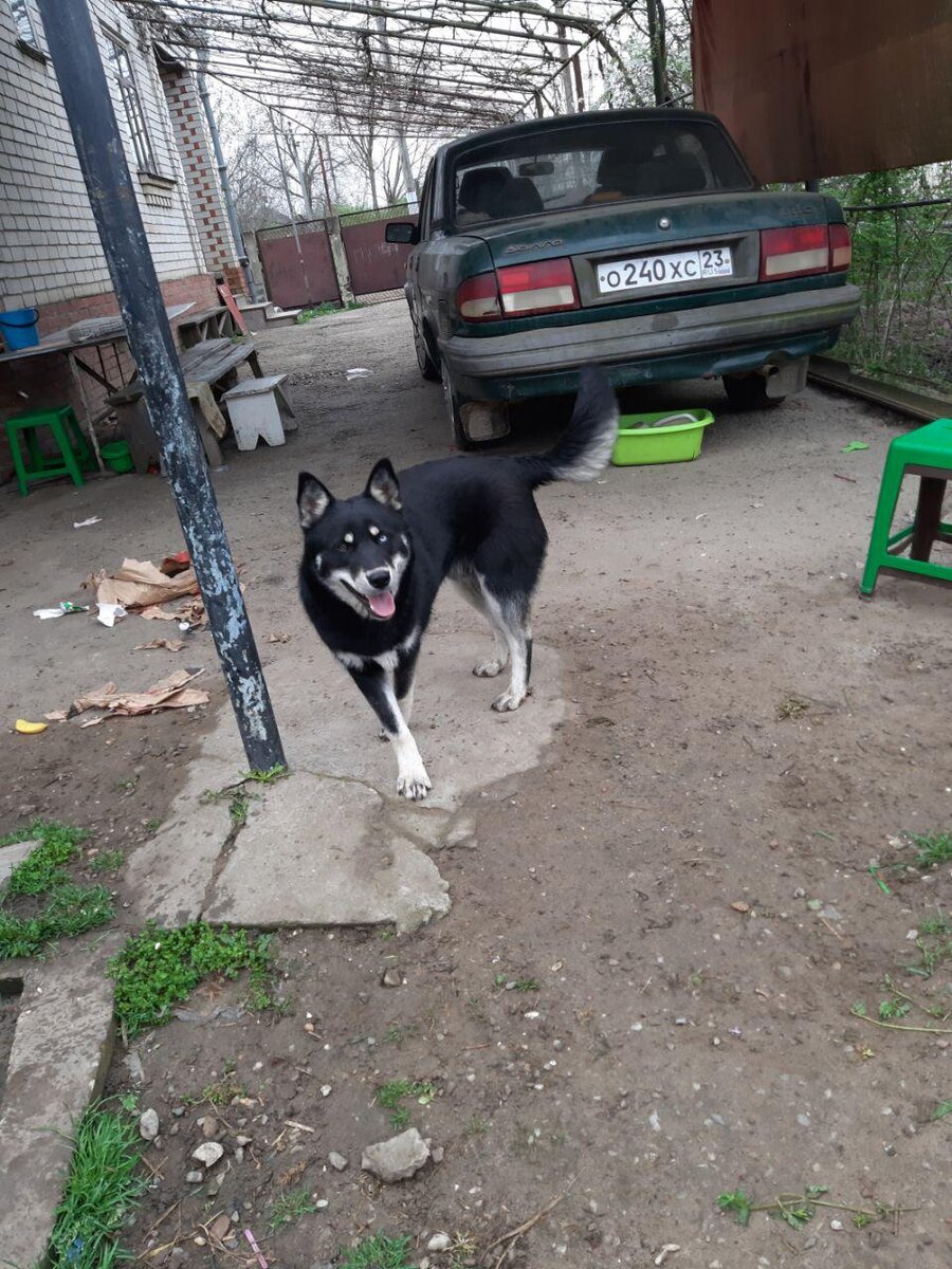 Бантик настолько неуловим, что как я не гонялась за ним, так и не смогла сфоткать, зато последствия их утренней игры на фото прекрасно  видно.